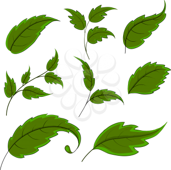 Summer green leaves of various plants on a white background, vector, set