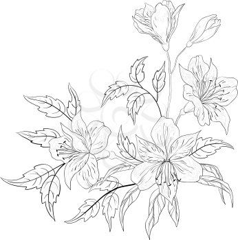 Flowers alstroemeria, monochrome contours on a white background. Vector