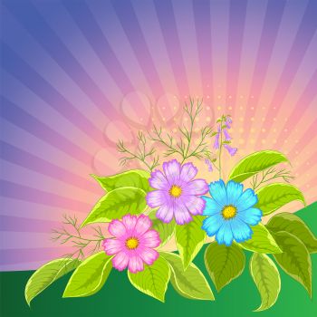Flower vector background, cosmos flowers and leaves and sun rays
