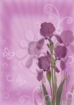Flower lilac background for greetings card with iris, butterflies, rays, circles and figures. Vector eps10, contains transparencies