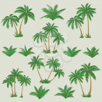 Set tropical palm trees with green leaves, mature and young plants. Vector
