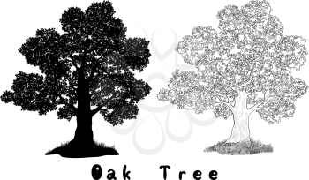 Oak Tree with Leaves and Grass Black Silhouette, Contours and Inscriptions Isolated on White Background. Vector