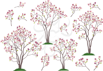 Set Spring Magnolia Trees and Branches with Pink Flowers and Green Leaves Grass Isolated on White Background. Vector