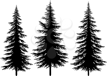 Set Christmas Fir Trees, Black Silhouettes Isolated On White Background. Vector