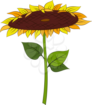 Cartoon Sunflower with Green Leaves Isolated on White Background. Vector