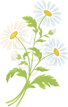Bouquet of daisies flowers isolated on a white background. Vector illustration