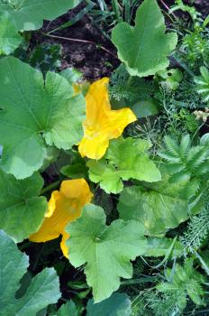 Leaves and flowers of vegetable marrows, central Russia, July