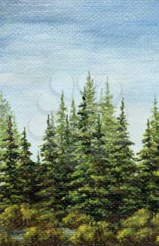 Painting, picture oil paints on a canvas. Landscape, spruce forest