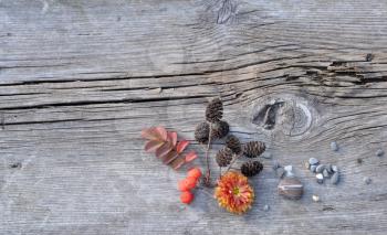 Leaves of Wild Rose, Flower, Alder Cones, Rowan Berries and Pebbles on the Old Board Background