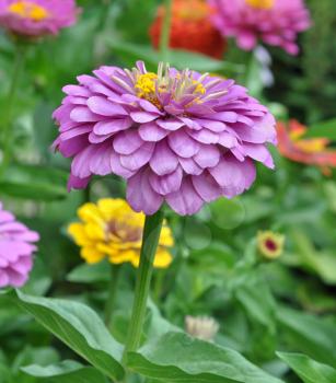 Flowers Zinnia with green leaves. Summer, Central Russia