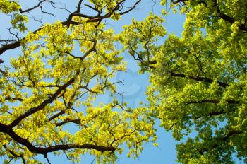Landscape, Spring Oak Branches, Leaves and Blue Sky