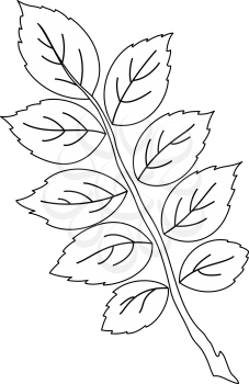 Leaf of dogrose, nature object, vector, monochrome contour