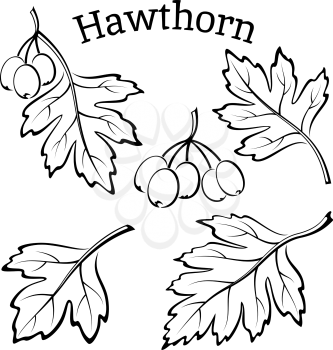 Set of Plant Pictograms, Hawthorn Tree Leaves and Fruits, Black on White Background. Vector