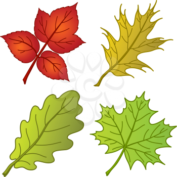 Leaves of plants, nature objects, set: dogrose, oak, oak iberian, maple