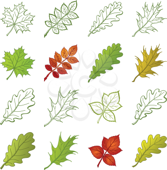 Leaves of different plants, set of nature objects and pictograms - elements for design. Vector