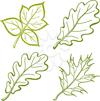 Leaves of plants, nature objects, vector, set pictogram: raspberry, oak, oak iberian. Vector