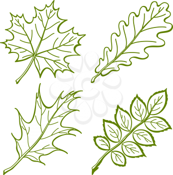 Leaves of plants, nature objects, vector, set pictogram: maple, oak, oak iberian, dogrose. Vector