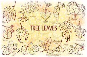 Set of Nature Pictograms, Tree Leaves, Willow, Hawthorn, Poplar, Aspen, Ginkgo Biloba, Elm, Alder, Linden, Rowan, Chestnut, Black Chokeberry and Beech. Eps10, Contains Transparencies. Vector