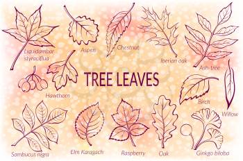 Pictograms Set, Tree Leaves, Oak, Iberian Oak, Raspberry, Willow, Liquidambar, Hawthorn, Aspen, Ginkgo Biloba, Elm Karagach, Birch, Ash, Chestnut and Sambucus. Eps10, Contains Transparencies. Vector