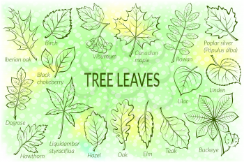 Pictograms Tree Leaves, Dogrose, Oak, Iberian Oak, Maple, Liquidambar, Hawthorn, Poplar Silver, Hazel, Elm, Birch, Linden, Rowan, Chestnut, Buckeye, Viburnum, Chokeberry, Lilac and Teak. Eps10 Vector