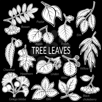 Set of Nature Pictograms, Tree Leaves, Willow, Hawthorn, Poplar, Aspen, Ginkgo Biloba, Elm, Alder, Linden, Rowan, Chestnut, Black Chokeberry and Beech. White on Black Background. Vector