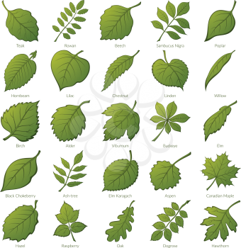 Set of Green Leaves of Various Plants, Trees and Shrubs, Nature Icons for Your Design. Vector