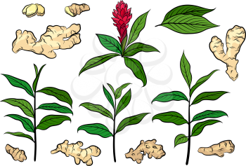 Set of Ginger Plants, Roots and Leaves Isolated on White. Vector