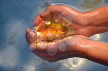 magic goldfish in hands