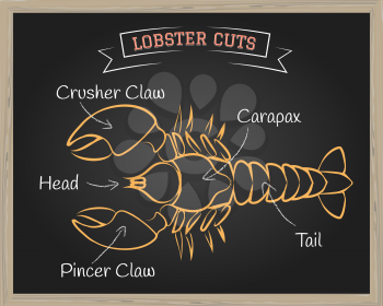 Chalkboard with a diagram of butchering Lobster. Vector illustration.
