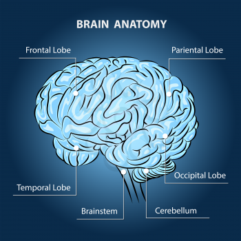Human brain parts anatomic illustration. Only free fonts used.