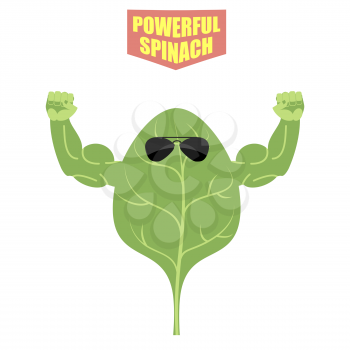 powerful spinach. A strong plant with big muscles. Green, fresh lettuce. Vector illustration
