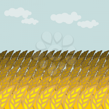 Field of wheat. Grain field and blue sky. Rye Spikes
