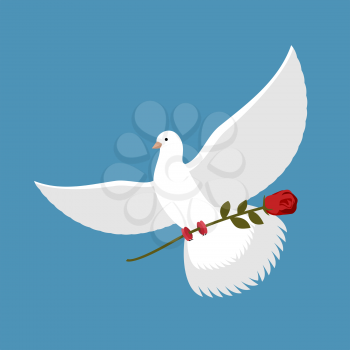 White dove and red rose. Beautiful bird carries red flower. Flying pigeon

