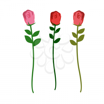 Set of three roses of different colors on a white background. Vector illustration of flowers
