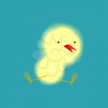Chick isolated. Small Chicken. little farm yellow bird
