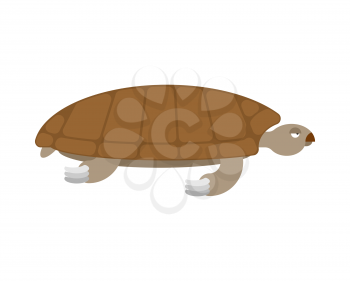 Sea turtle isolated. Sea animal terrapin on white background
