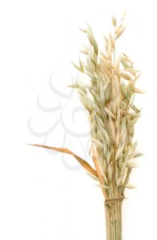 ripe oat ears isolated on white background