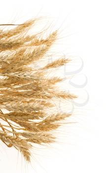 ripe barley ears isolated on white background