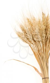 ear of barley  isolated on white background