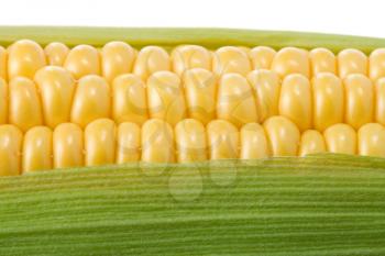 ripe yellow corn isolated on white background