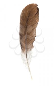 feather pen isolated on white background