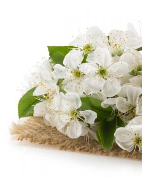 blossom branch isolated on white background