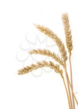 ear of wheats  isolated on white background