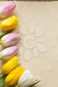 tulip flowers on parchment background