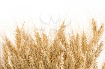 ripe barley ears isolated on white background
