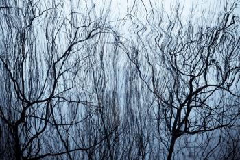 water surface with ripples and tree branch reflection