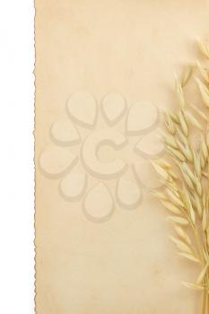 oat ears and parchment isolated on white background