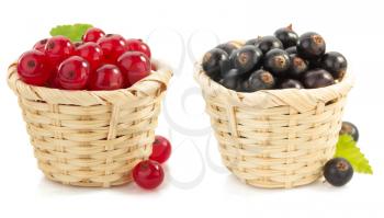 red and black currants berry on white background