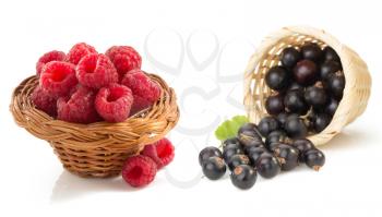 raspberry and currants isolated on white background