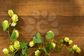 hop cones on wooden background